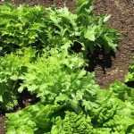 環境に優しくすれば食費も節約できる